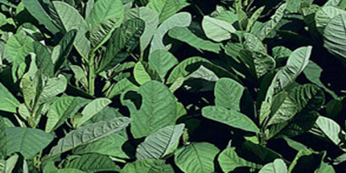 Crotalaria Spectabilis cv. Comum