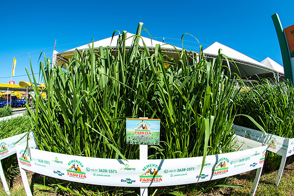 Panicum Maximum cv. Tanzania 1