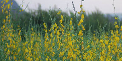 Crotalaria Juncea cv. IAC 1