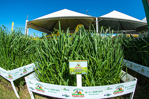 Panicum Maximum cv. BRS Zuri