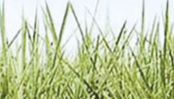 Brachiaria Humidicola cv. Llanero