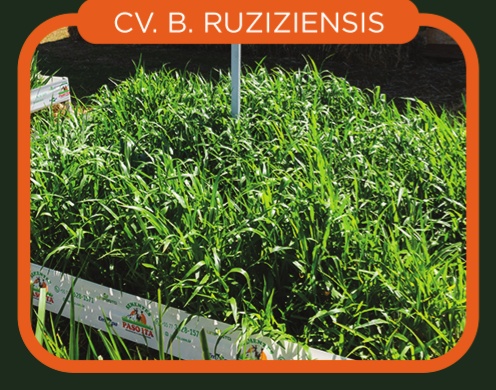 Brachiaria Ruziziensis cv. B Ruziziensis