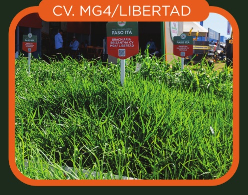 Brachiaria Brizantha cv. LA Libertad (MG-4)