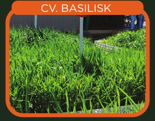 Brachiaria Decumbens cv. Basilisk