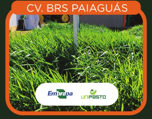 Brachiaria Brizantha Cv. BRS Paiaguás