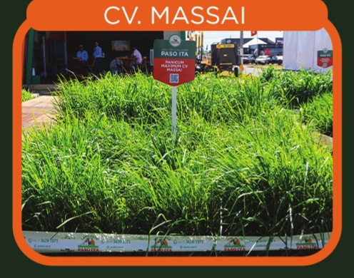 Panicum Maximum cv. Massai