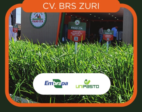 Panicum Maximum cv. BRS Zuri