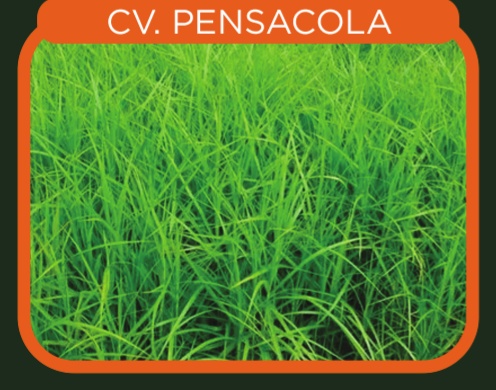 Paspalum Saurae cv. Pensacola