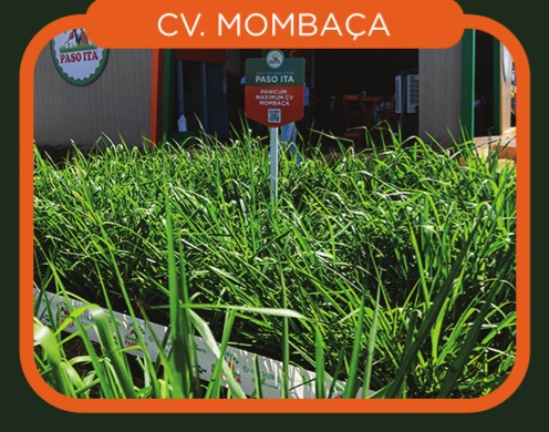 Panicum Maximum cv. Mombaça