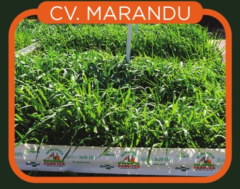 Brachiaria Brizantha cv. Marandú