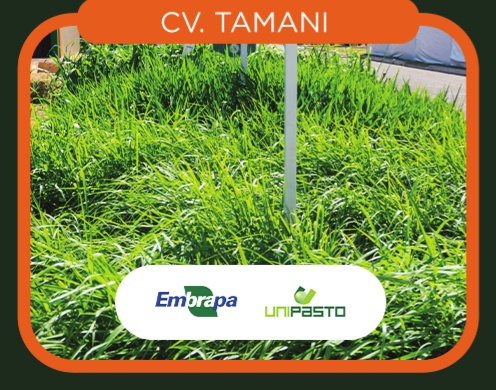 Panicum Maximum cv. BRS Tamani