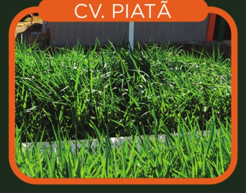 Brachiaria Brizantha cv. BRS Piatã
