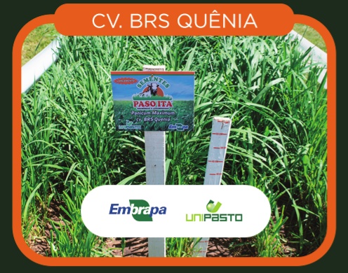 Panicum Maximum cv. BRS Quênia