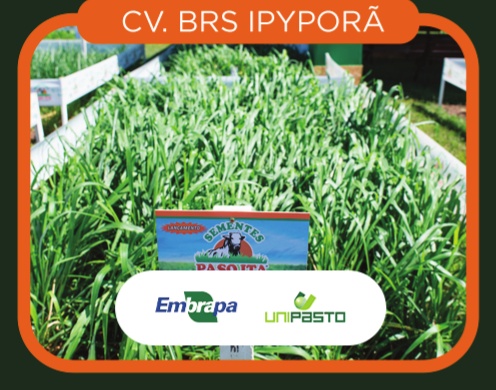 Brachiaria cv. BRS Ipyporã