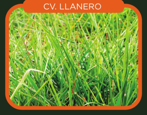 Brachiaria Humidicola cv. Llanero