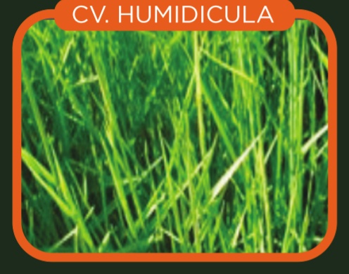 Brachiaria Humidicola cv. B Humidicola