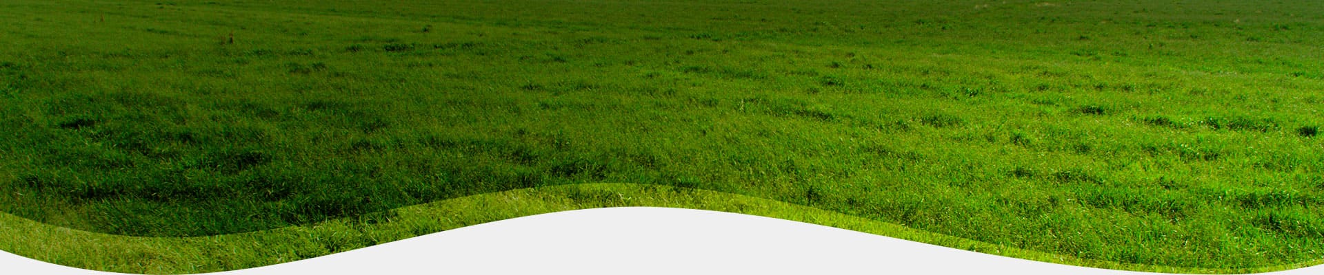 PS Pasto: mais vigor, produtividade e resiliência para suas pastagens